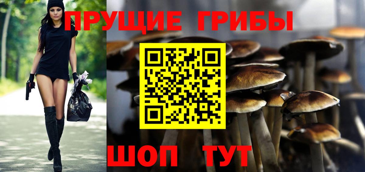 закладка  Галлюциногенные грибы GOLDEN TEACHER  Нурлат  Галлюциногенные грибы Psilocybe 