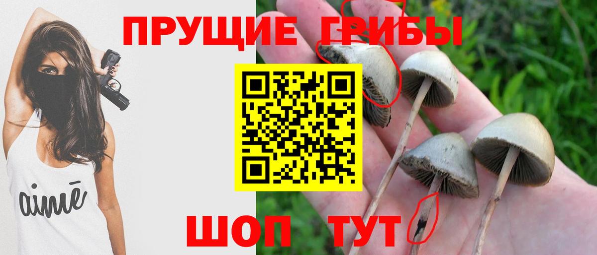 Псилоцибиновые грибы Psilocybe Нурлат